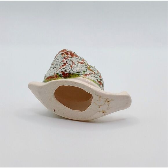 Crackle shell snail - Picture 5 of 7